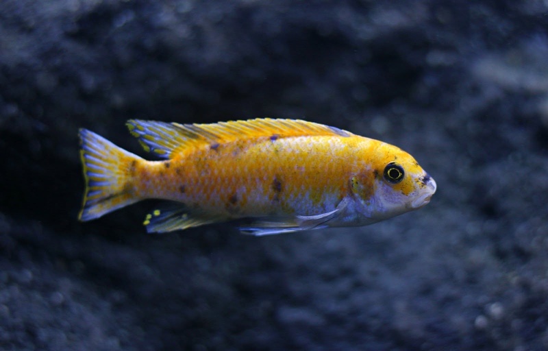 Labeotropheus trewavasae 'Border'